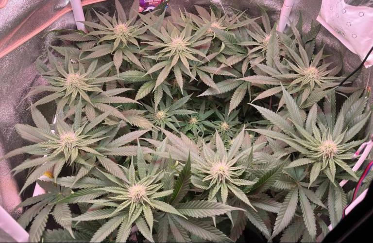 Sunday Punch EV. Week 8