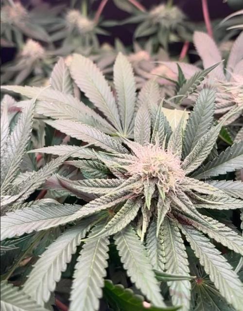 Sunday Punch EV. Week 8