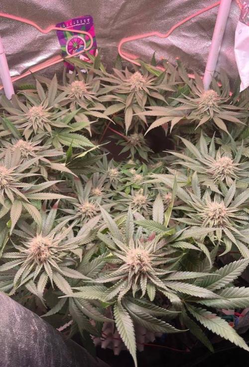 Sunday Punch EV. Week 8