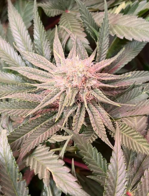 Sunday Punch EV. Week 8