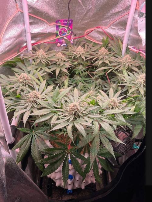 Sunday Punch EV. Week 9