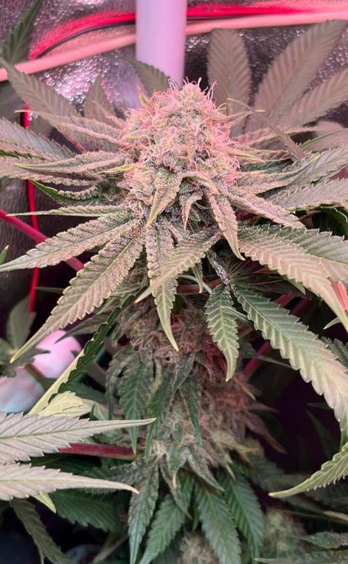 Sunday Punch EV. Week 9