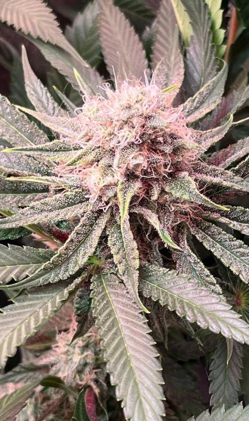 Sunday Punch EV. Week 9