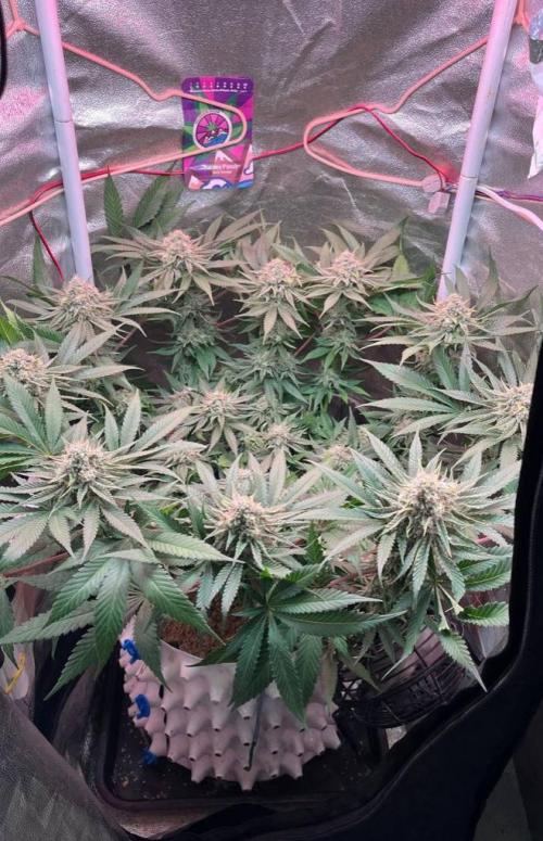 Sunday Punch EV. Week 9