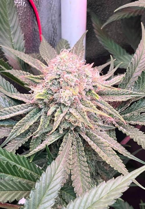 Sunday Punch EV. Week 9