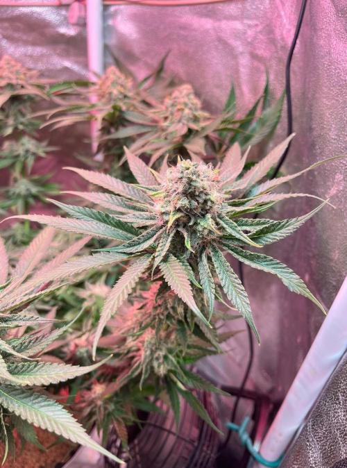 Sunday Punch EV. Week 10