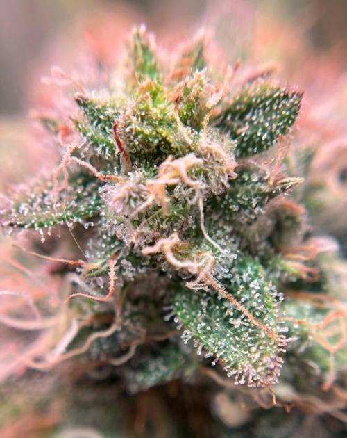 Sunday Punch EV. Week 10