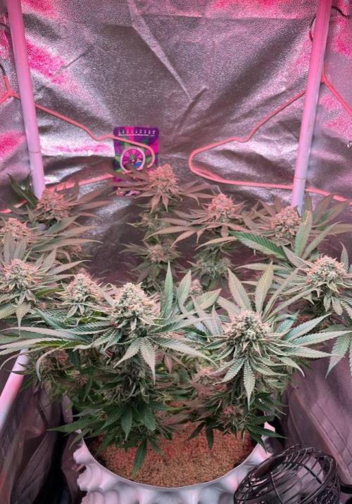 Sunday Punch EV. Week 10