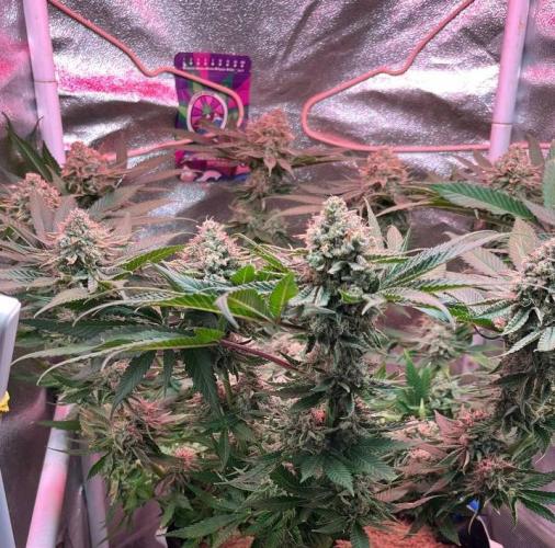 Sunday Punch EV. Week 10