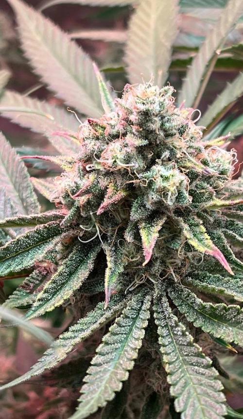 Sunday Punch EV. Week 10