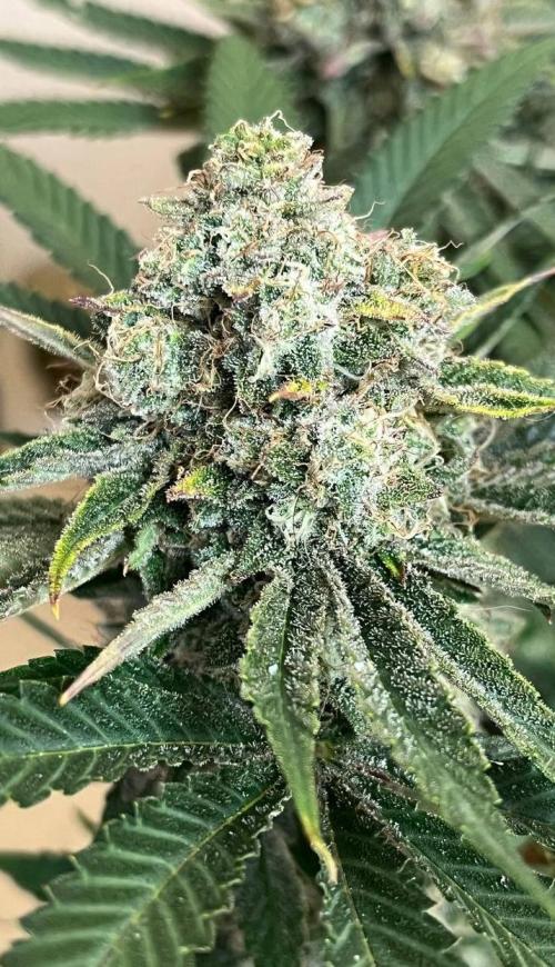 Sunday Punch EV. Week 10