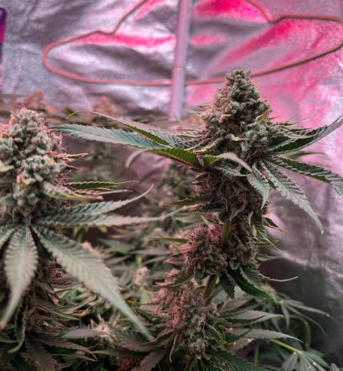 Sunday Punch EV. Week 10