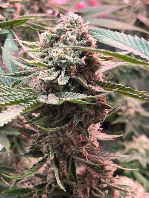 Sunday Punch EV. Week 10