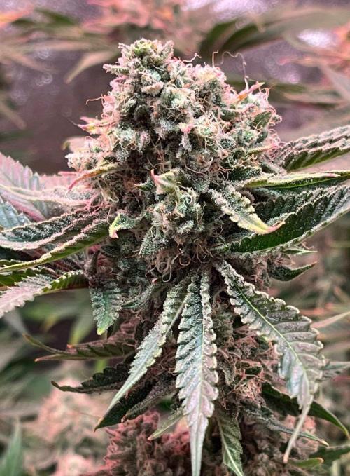 Sunday Punch EV. Week 10