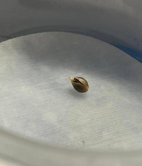 Animorph Mints & Señor Piña v.2. Week 0