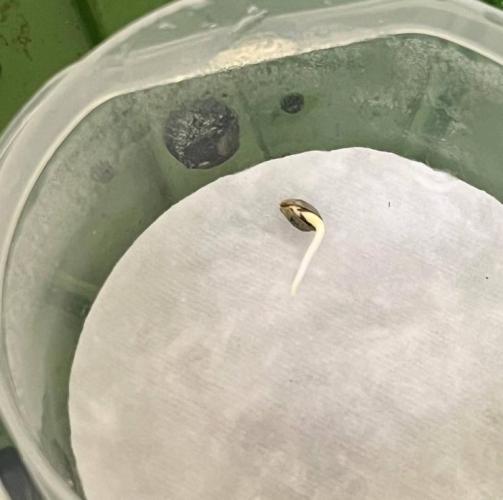 Animorph Mints & Señor Piña v.2. Week 0