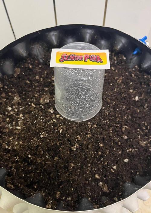 Animorph Mints & Señor Piña v.2. Week 0