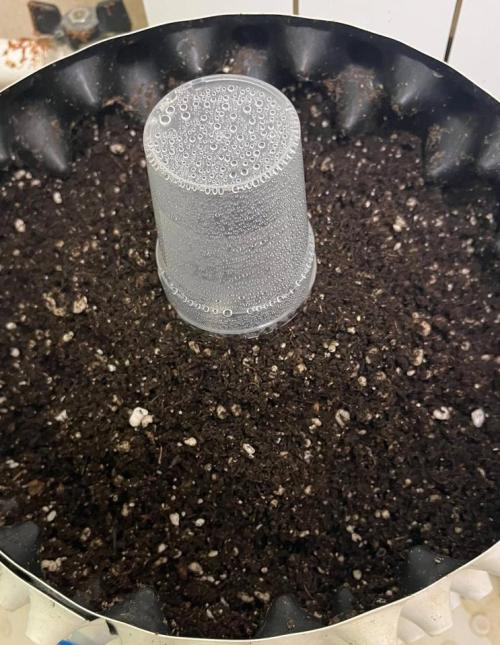 Animorph Mints & Señor Piña v.2. Week 0