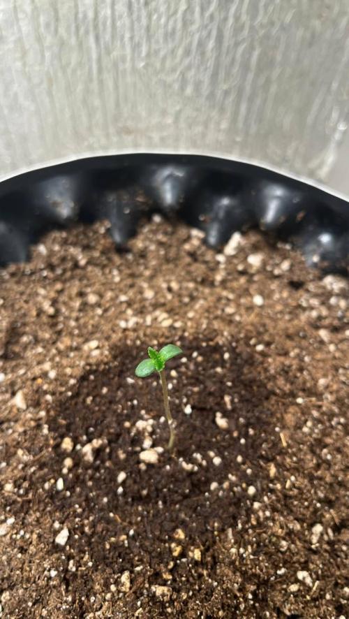 Animorph Mints & Señor Piña v.2. Week 1