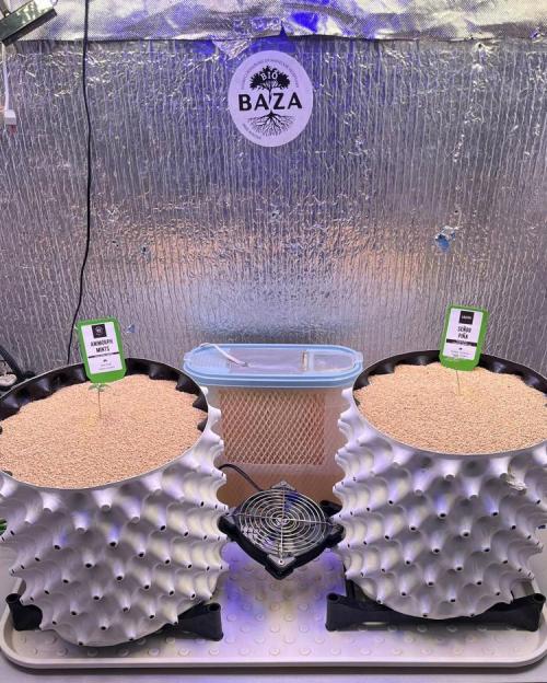 Animorph Mints & Señor Piña v.2. Week 1