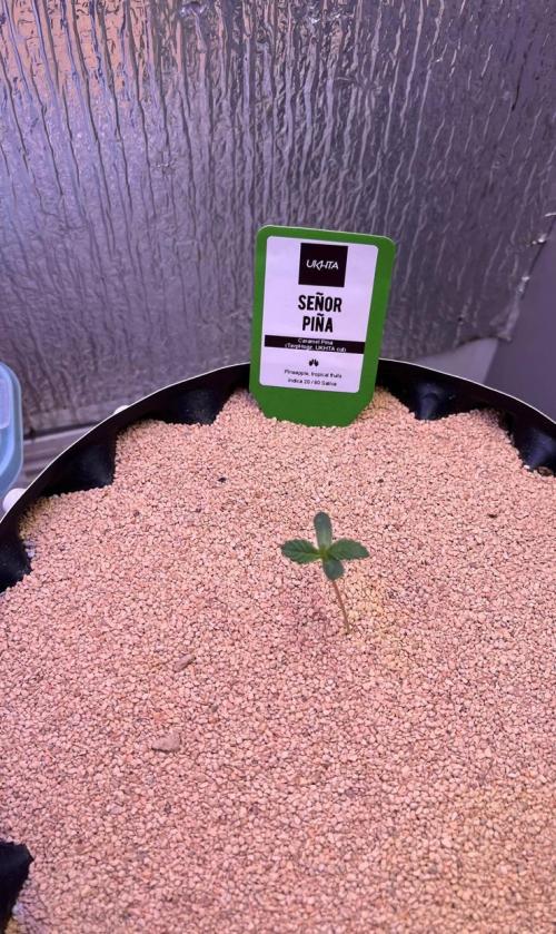 Animorph Mints & Señor Piña v.2. Week 1