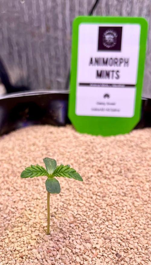 Animorph Mints & Señor Piña v.2. Week 1