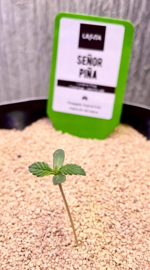 Animorph Mints & Señor Piña v.2. Week 1