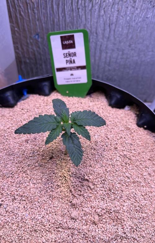 Animorph Mints & Señor Piña v.2. Week 2