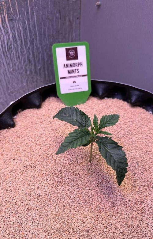 Animorph Mints & Señor Piña v.2. Week 2