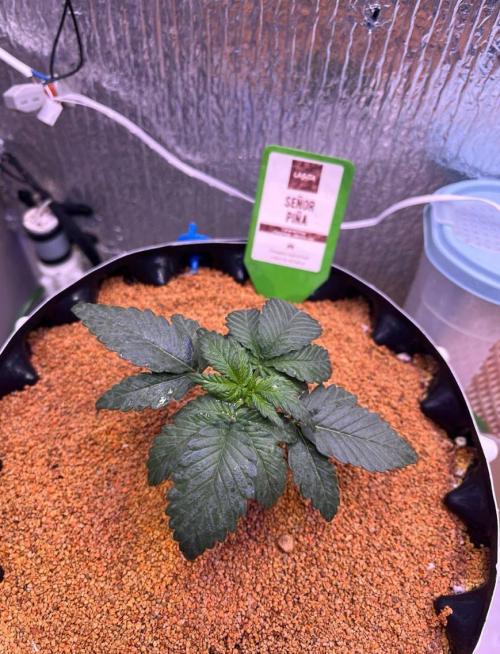 Animorph Mints & Señor Piña v.2. Week 3