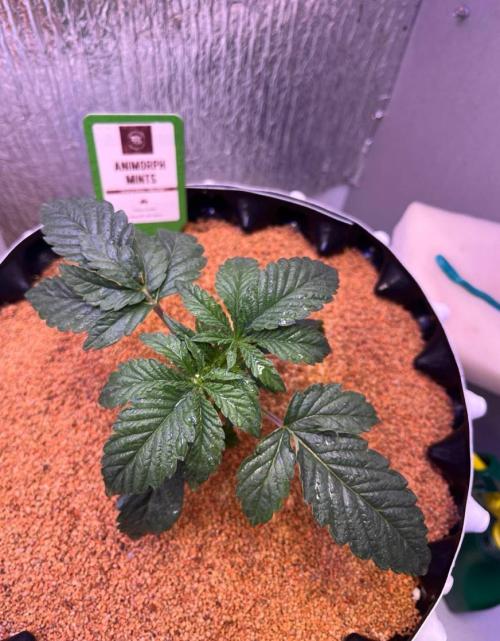 Animorph Mints & Señor Piña v.2. Week 3