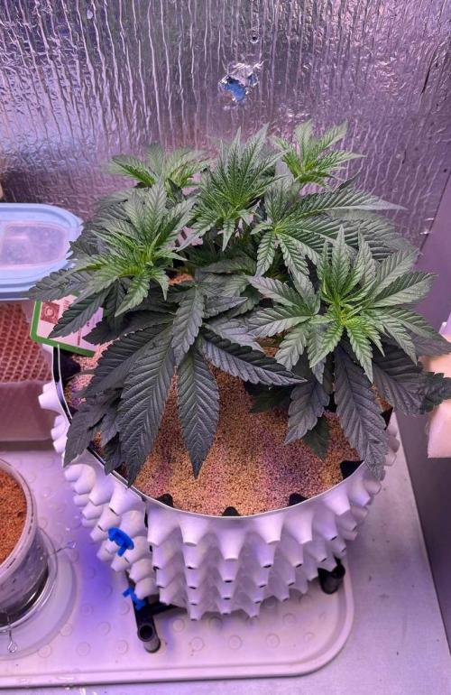 Animorph Mints & Señor Piña v.2. Week 4