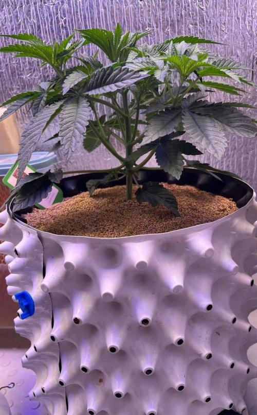 Animorph Mints & Señor Piña v.2. Week 4