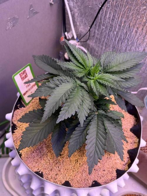 Animorph Mints & Señor Piña v.2. Week 4