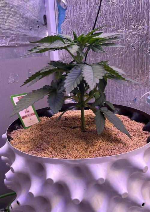 Animorph Mints & Señor Piña v.2. Week 4