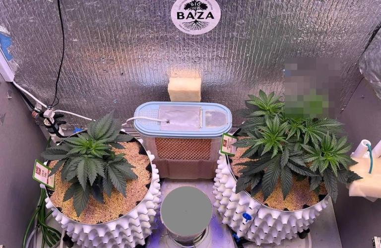 Animorph Mints & Señor Piña v.2. Week 4