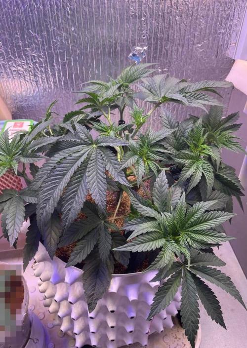 Animorph Mints & Señor Piña v.2. Week 4