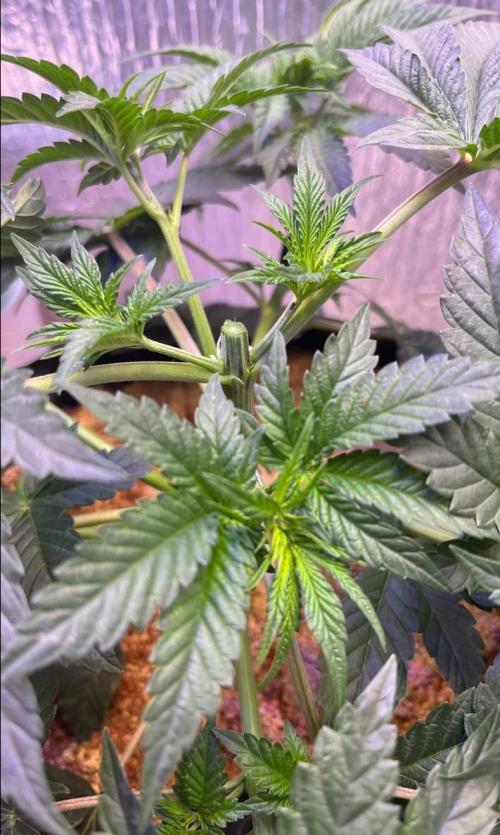 Animorph Mints & Señor Piña v.2. Week 4