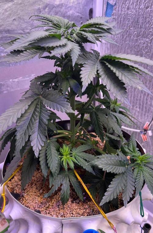 Animorph Mints & Señor Piña v.2. Week 5