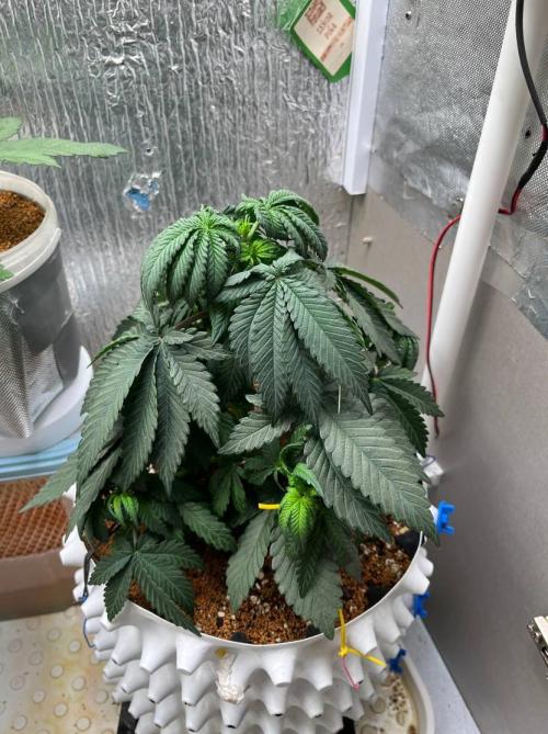 Animorph Mints & Señor Piña v.2. Week 5