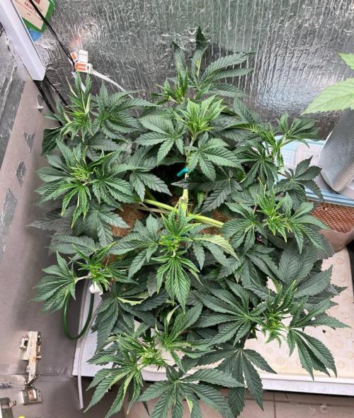 Animorph Mints & Señor Piña v.2. Week 5