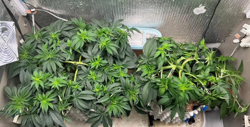 Animorph Mints & Señor Piña v.2. Week 5