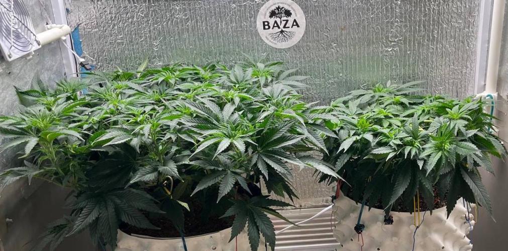 Animorph Mints & Señor Piña v.2. Week 6