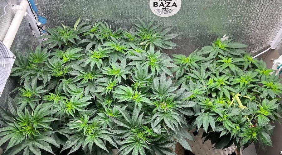 Animorph Mints & Señor Piña v.2. Week 6