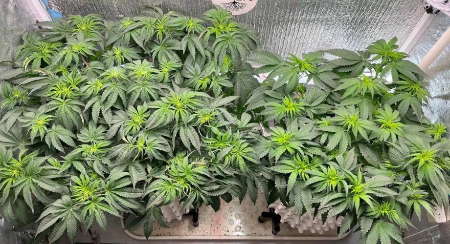 Animorph Mints & Señor Piña v.2. Week 7