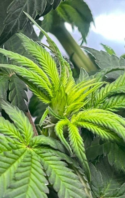 Animorph Mints & Señor Piña v.2. Week 7