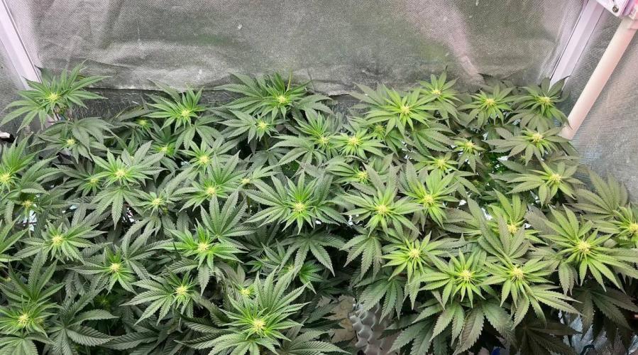 Animorph Mints & Señor Piña v.2. Week 8