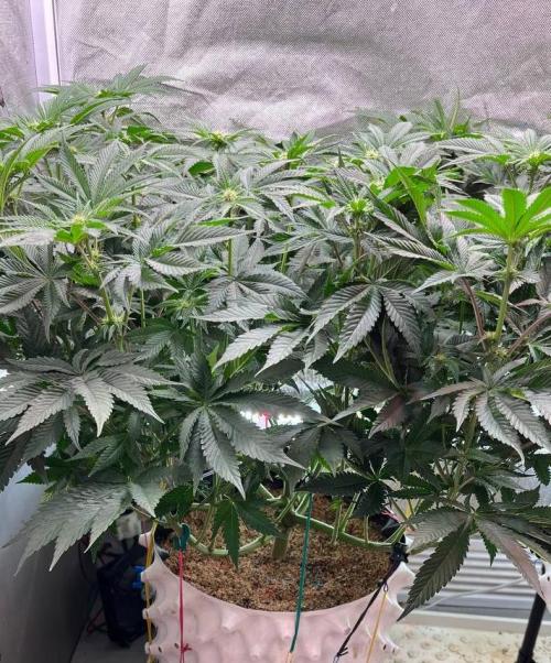 Animorph Mints & Señor Piña v.2. Week 8