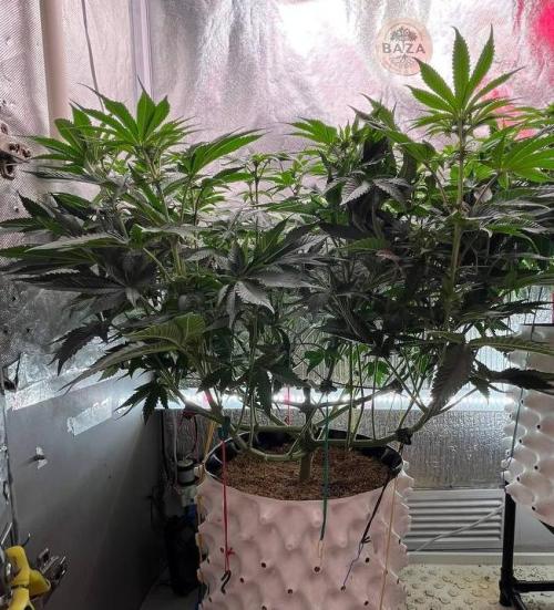 Animorph Mints & Señor Piña v.2. Week 8