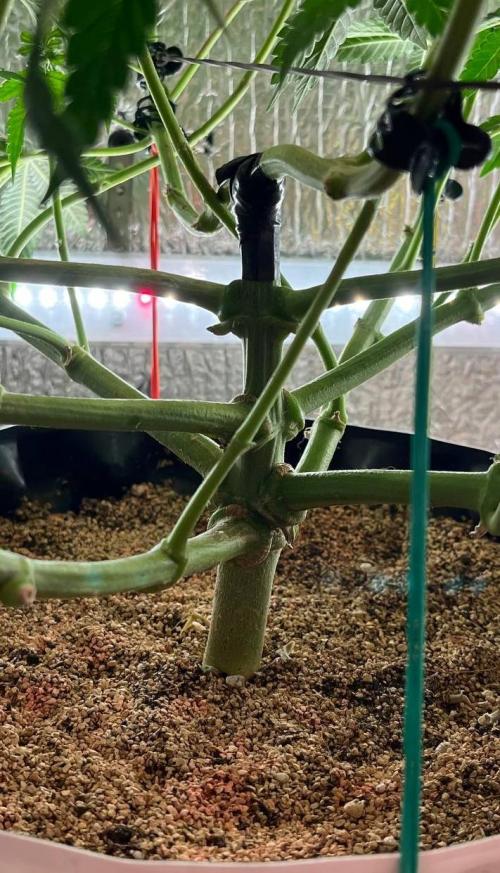 Animorph Mints & Señor Piña v.2. Week 8